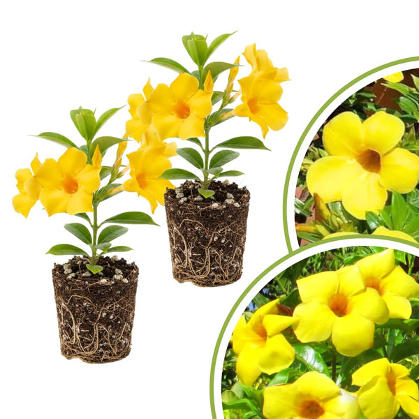 2 Yellow Live Mandevilla Plants, Ready to Grow Plant, 4-6 Inch Tall