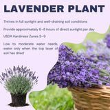 2 Lavender Live Plants, 4-6 Inch Tall