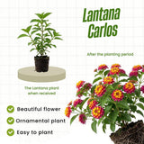 2 Rose Yellow Lantana Live Plants, Outdoor Garden Plant, 4-7 Inch Tall