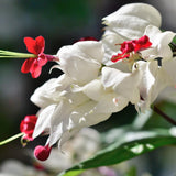 4 White Bleeding Heart Live Plants, Home Garden Plant, 4-6 Inch Tall
