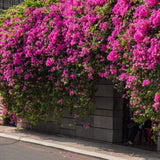 2 Deep Pink Bougainvillea Live Plants, Ornamental Vine Plant, 4-7 Inch Tall