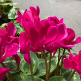 Pink Cyclamen Plant Live, Indoor Outdoor Flower, 4 Inch Pot