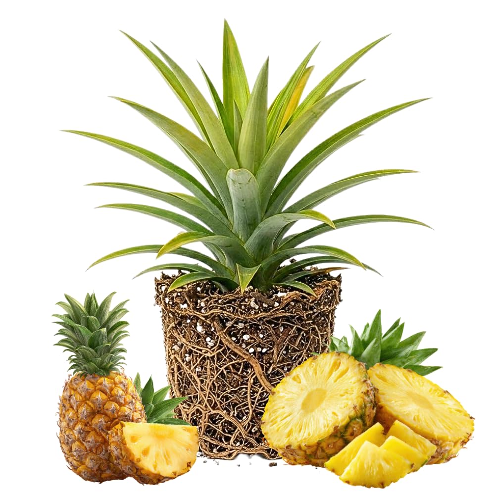 Elite Gold Pineapple Live Plant, Starter Plant, 4-7 Inch Tall