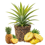 Elite Gold Pineapple Live Plant, Starter Plant, 4-7 Inch Tall