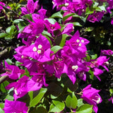 2 Purple Bougainvillea Live Plants, Fence Trellis Vine, 4-7 Inch Tall