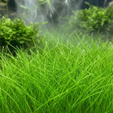 100 Aquarium Seeds, Aquarium Live Plants, Patio Container Plant