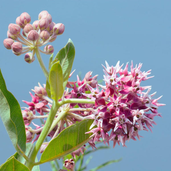 2 Purple Milkweed Live Plants, Asclepias Tuberosa, 4-6 Inch Tall