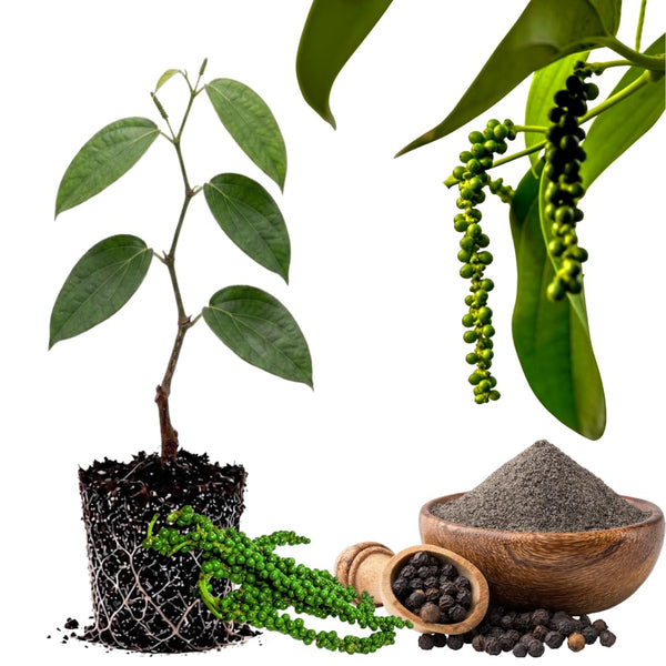 Black Pepper Plant Live, Piper Nigrum, 4 to 6 Inches Tall, No Pot, Tropical Pepper Vine for Gardens, Patios, and Containers