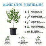 Quaking Aspen Tree Live Plant, Fall Color Tree, 6-9 Inch Tall