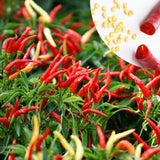 100 Red + Thai Chili Pepper Seeds to Plant, Home Garden Plant