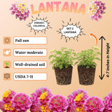 2 Athens Rose Lantana Live Plants, Lantana Flower Plant, 4-7 Inch Tall