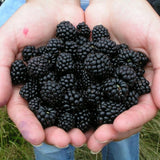 2 Chester BlackBerry Bushes Live Plants, Fruit Plant, 4-7 Inch Tall