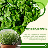 3 Greek Basil Plants, Sweet Basil Plants Live, 4-7 Inch Tall, 4 Inch Pot