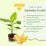 Kokopo Banana Plant Live, Sweet Fruit Banana Tree 4-7 Inch Tall