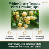 White Cherry Tomato Live Plant 4-7 Inch Tall, 4 Inch Pot