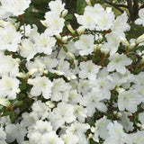 White Azalea Plant Live in Pot - 6-10 Inch Tall Azalea Shrub