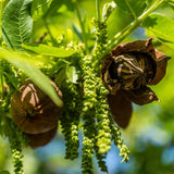 Pecan Tree Plant Live, Starter Plant, 1-2 Ft Tall