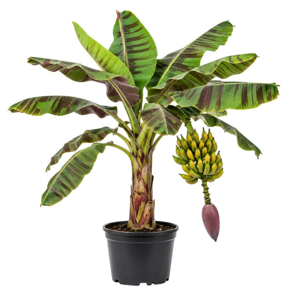 Zebrina Banana Tree Live Plant, Home Garden Plant, 4-6 Inch Tall
