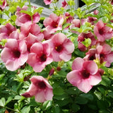 2 Pink Live Allamanda Plants, 4-7 Inch Tall, Fragrant Fowers for Growing