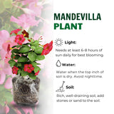 2 Bright Red Mandevilla Live Plants, Mandevilla Live Plant, 4-6 Inch Tall