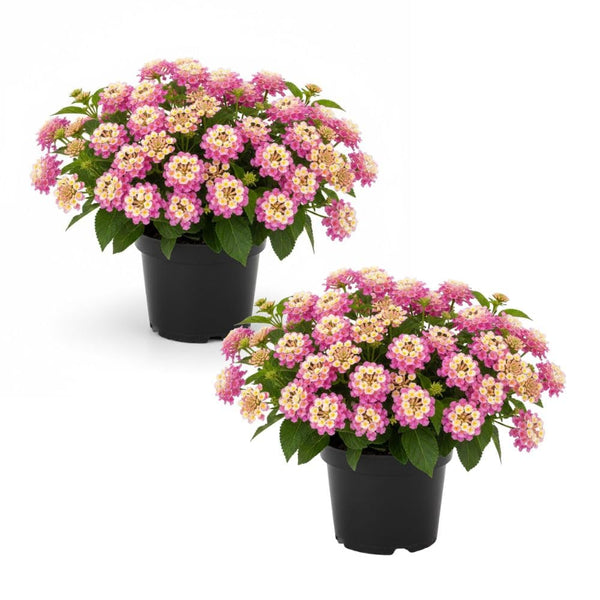 Set 2 Yellow to Orange-Pink Lantana Live Plant 4-6 Inches Tall