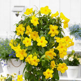 2 Yellow Live Mandevilla Plants, Live Starter Plant, 4-8 Inch Tall