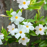 2 White Live Mandevilla Plants, Live Starter Plant, 4-8 Inch Tall