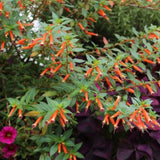 2 Orange Cuphea Plant 5-7 Inch Tall