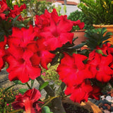 Red Desert Rose Plant Live, Home Garden Plant, 4-6 Inch Tall