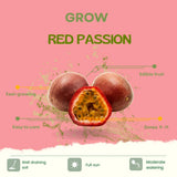Red Live Passionfruit Plant, Live Starter Plant, 4-6 Inch Tall
