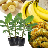 3 Dwarf Cavendish Banana Trees Plants Live, Live Tree, 3-5 Inch Tall
