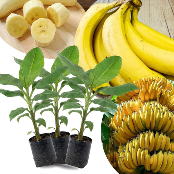 3 Dwarf Cavendish Banana Trees Plants Live, Live Tree, 3-5 Inch Tall