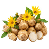 4 Oz Sunchoke Tubers for Planting, Jerusalem Artichoke Roots