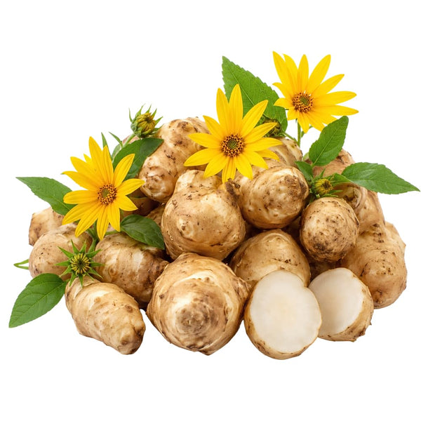 4 Oz Sunchoke Tubers for Planting, Jerusalem Artichoke Roots