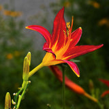 10 Orange Daylily Bulbs for Planting, Ready to Grow Plant