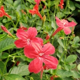 6 Red Mexican Petunia Live Plants, Live Starter Plant, 4-6 Inch Tall