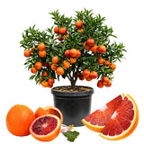 Orange Tree, Citrus Fruit Tree, 1-2 Ft Tall, 1 Gallon Pot