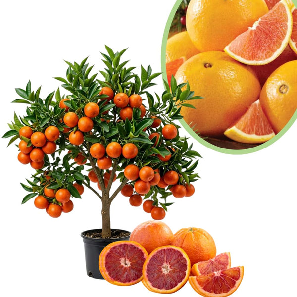 Red Navel Orange Tree Plant, Grafted Citrus Plant 2-3 Ft Tall, 1 Gallon Pot