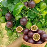 Purple Passionfruit Live Plant, Starter Plant, 4-6 Inch Tall