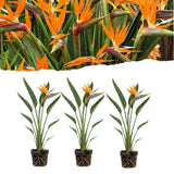 Set 3 Orange Bird of Paradise Live Plant 4-7 Inch Tall