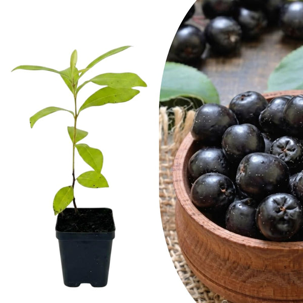 Black Jambul Plum Live Plant, Outdoor Garden Fruit Tree, 4 Inch Pot