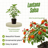 2 Red Orange Live Lantana Plants, Home Garden Plant, 4-7 Inch Tall
