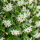 Star Jasmine Plant Live, Decorative Flower Plant, 5-8 Inch Tall, 3 Inch Pot
