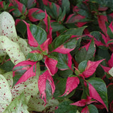 4 Pink Green Alternanthera Plants Live, Color Foliage, 3-6 Inch Tall