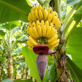 Dwarf Cavendish Banana Plant, Sweet Yellow Fruit, 4-7 Inch Tall, 4 Inch Pot