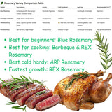 4 Blue Rosemary Live Plants, Culinary Herb Plant, 4-7 Inch Tall