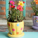 4 Hot Pink Portulaca Plants Live, Moss Rose Flower, Live Starter Plant, 4-7 Inch Tall