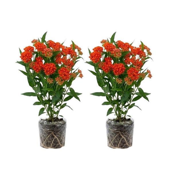 Pack 2 Orange Milkweed Live Plants, Asclepias Tuberosa Plant 4–6" Tall