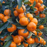 Live Grafted Tangerine Citrus Tree 2-3 Feet Tall