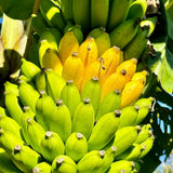 Mysore Banana Plant Live, Sweet Fruit Banana Tree 4-7 Inch Tall
